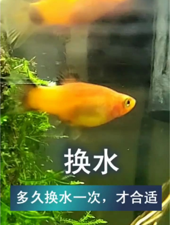 多久换次水,才能保证不死鱼 热带鱼养殖,养鱼新手入门