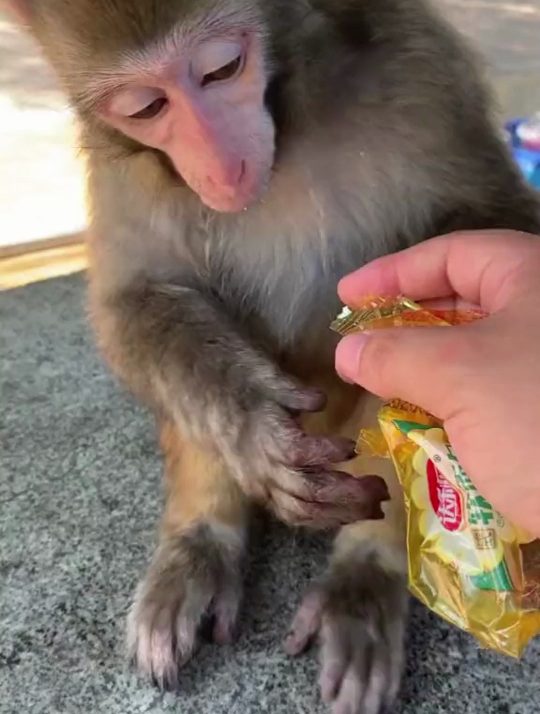 达利园小面包