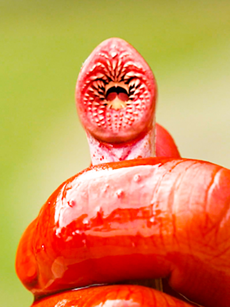 可爱的鳗鱼竟然发生变异