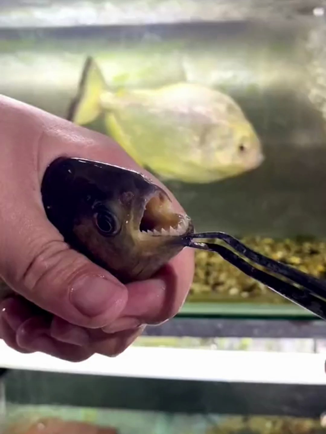 黄钻属于单独行动的一种鱼,连同类都攻击!