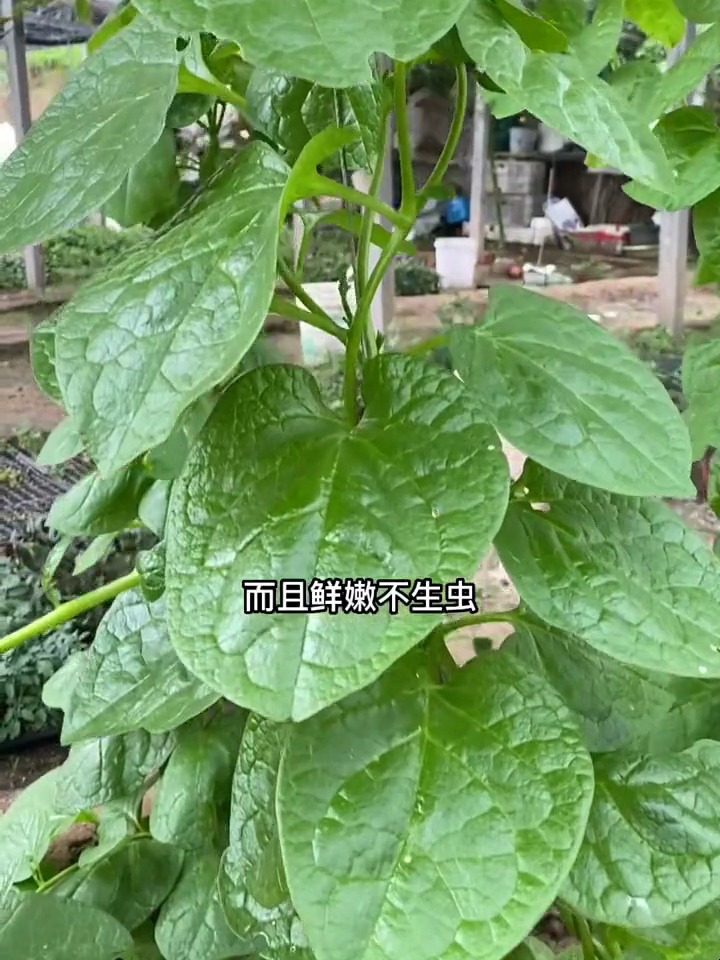 播种木耳菜,耐阴又好种,夏天少有的绿叶蔬菜