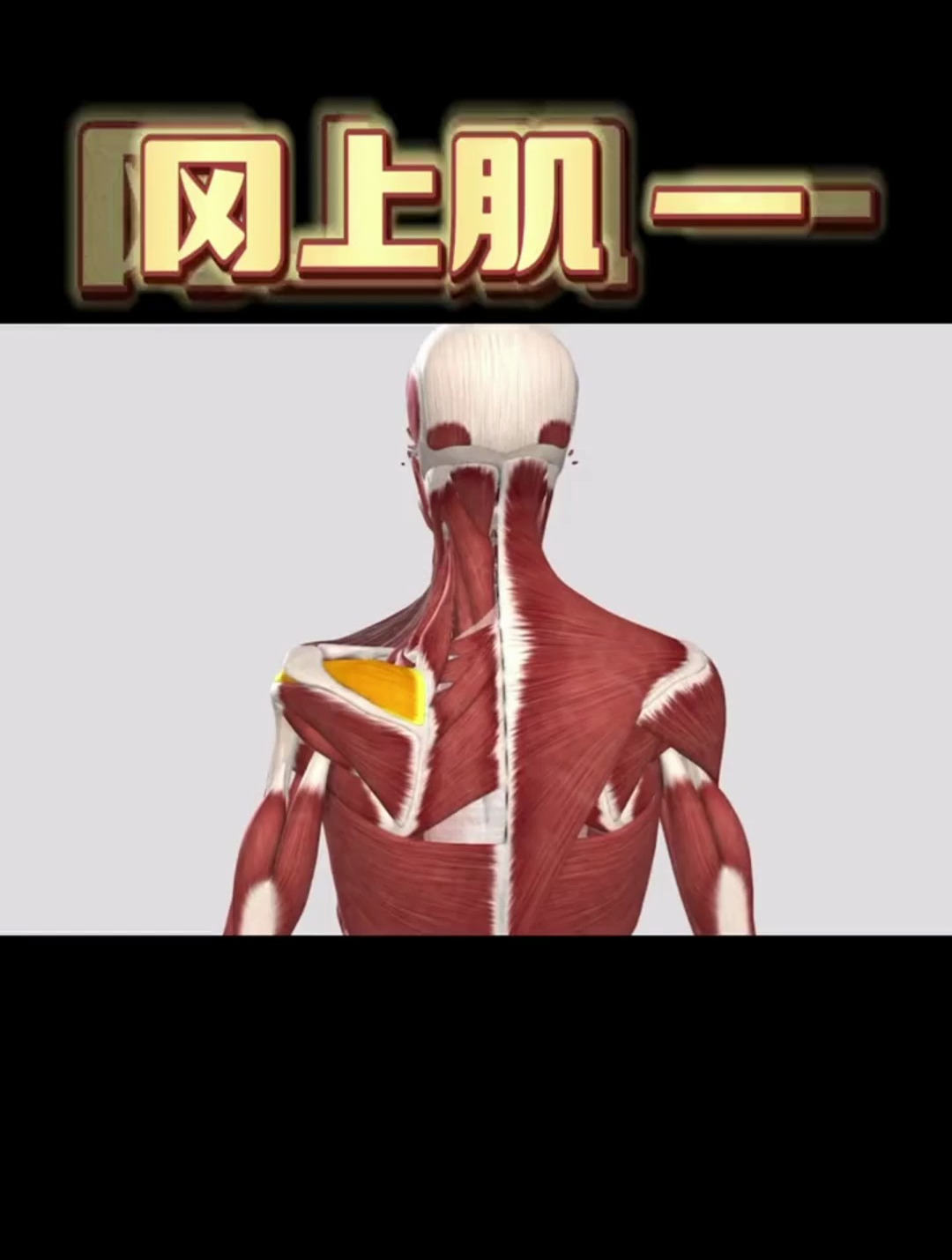 冈上肌——肩部肩袖肌群中的肌肉之间