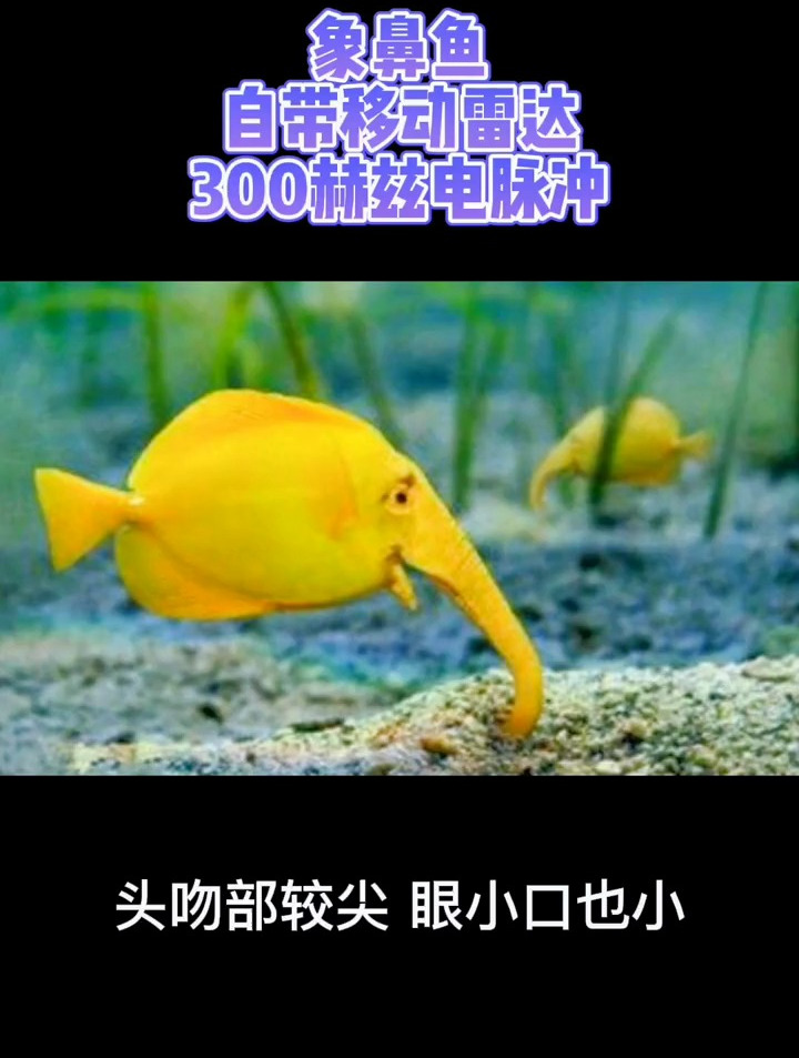 自带雷达的象鼻鱼,你见过吗?