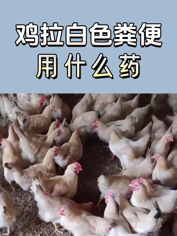 鸡拉白色粪便是什么病用什么药