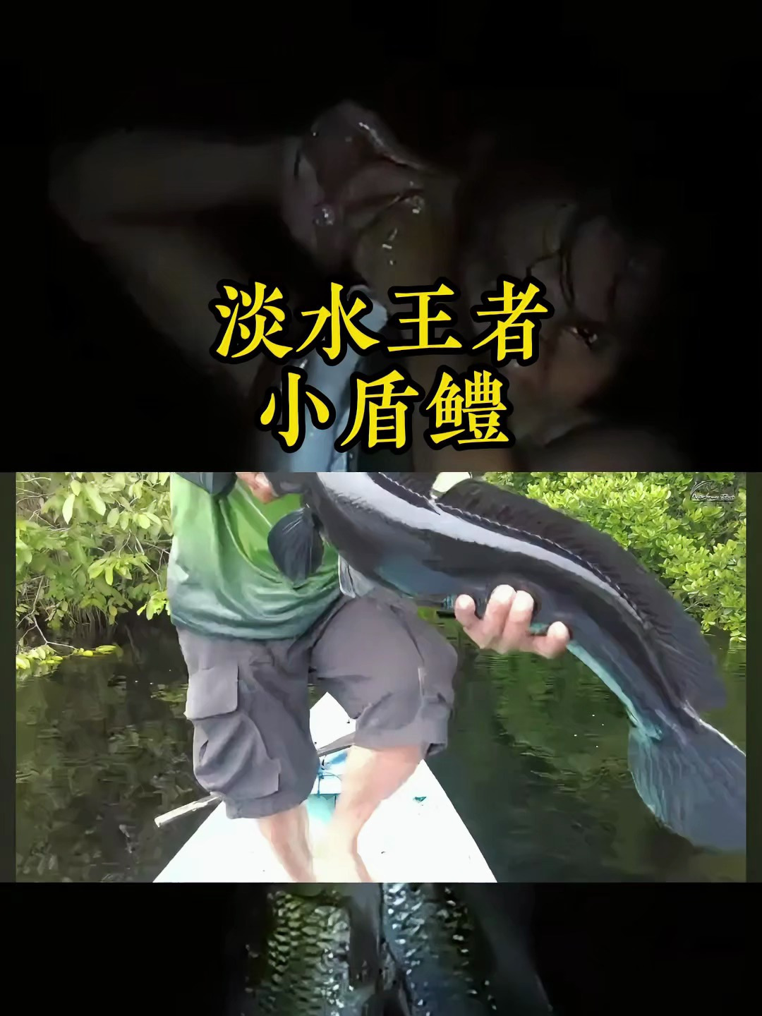 淡水鱼里面最好吃的,那就应该是它了,有着淡水王者称号的小盾鳢