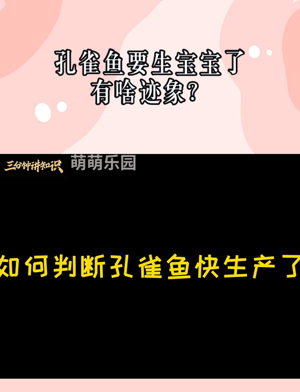 孔雀鱼要生宝宝了,有啥迹象?