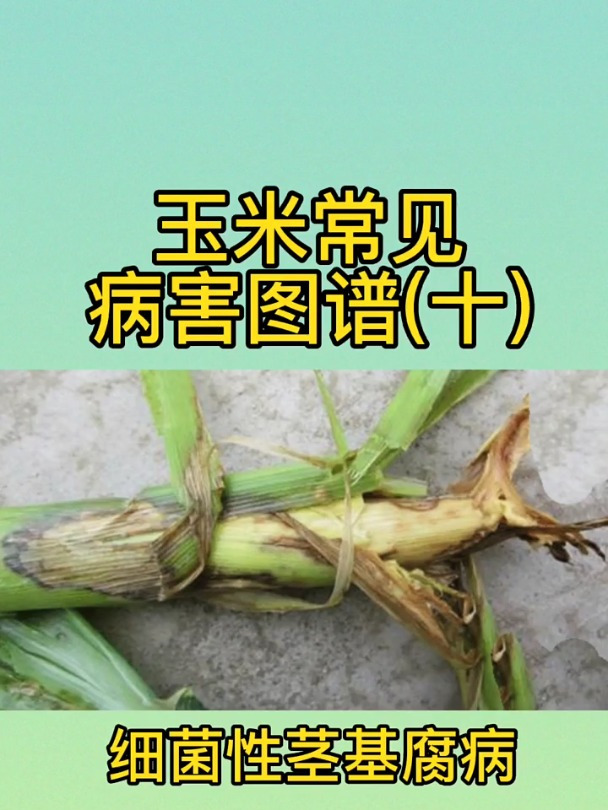 看图识病害之玉米细菌性茎基腐