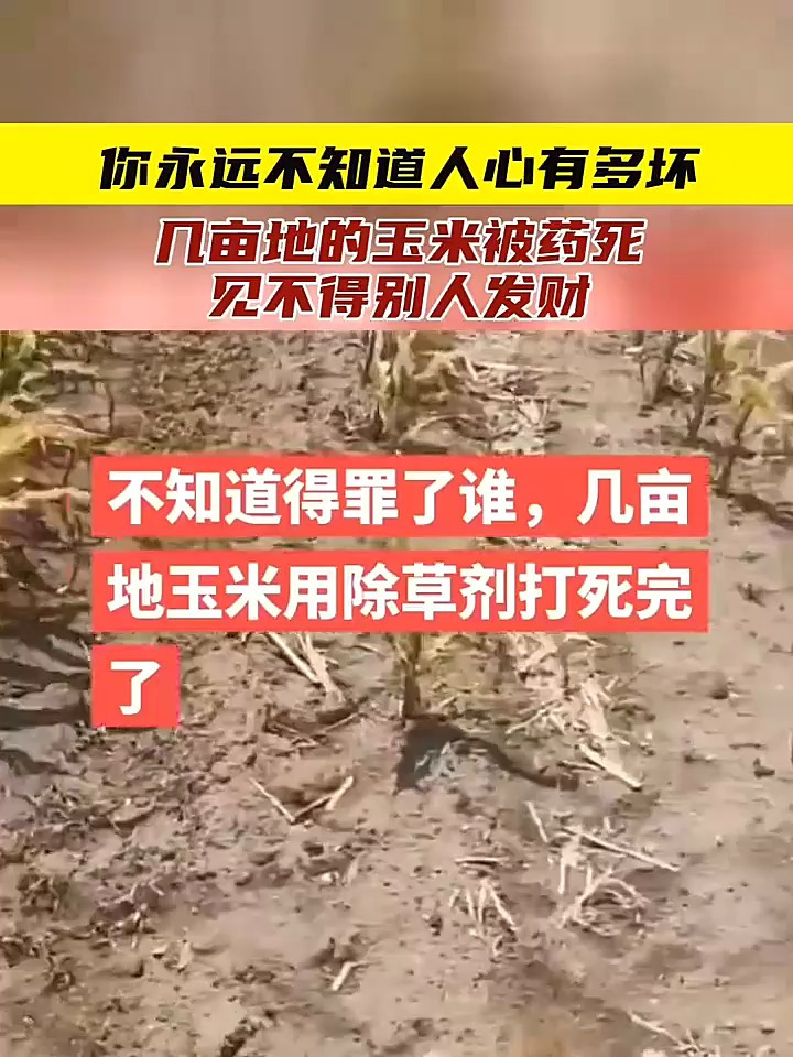 你永远不知道人心有多坏,几亩地的玉米被药死,见不得别人发财