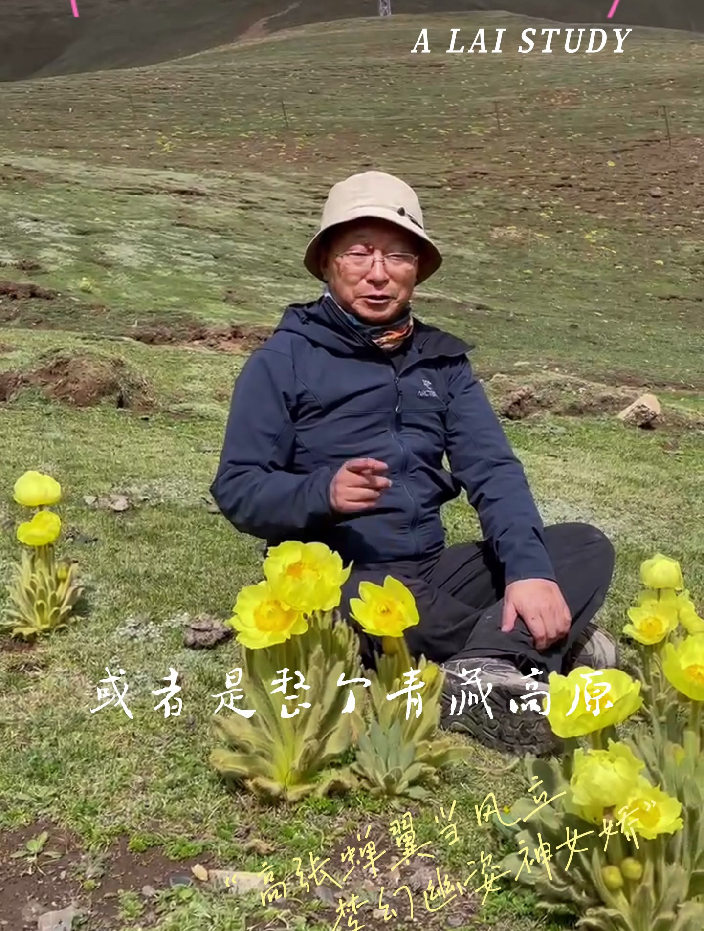 阿来老师小讲堂～在高原区域见到了最难得的野生黄色罂粟科植物-绿绒蒿