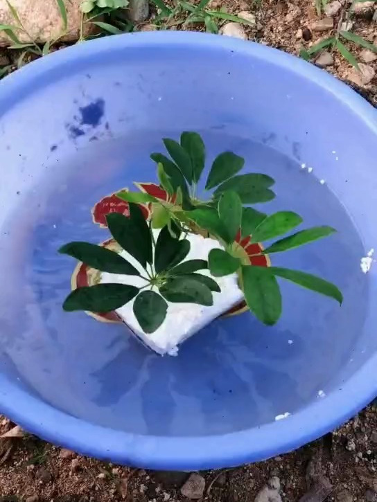 水培鸭掌木枝条,生根更快
