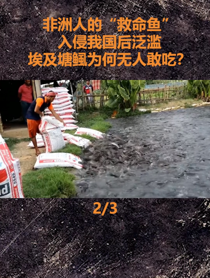 非洲人的“救命鱼”,入侵我国后泛滥,埃及塘鲺为何无人敢吃?