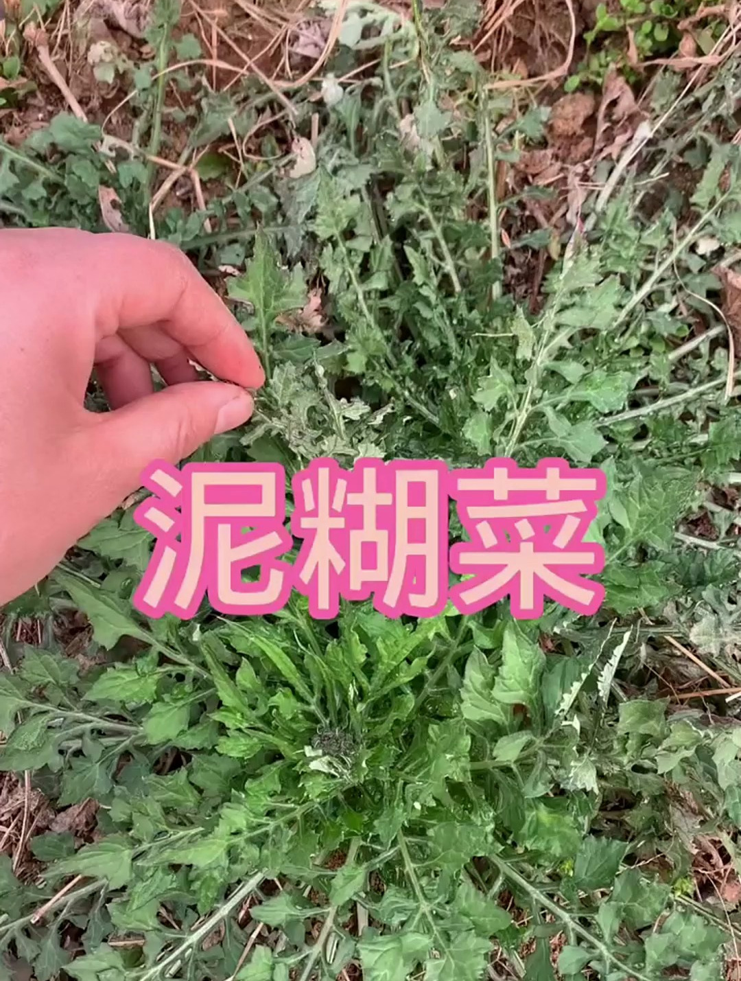 泥糊菜是冬春季节一种常食用的野菜