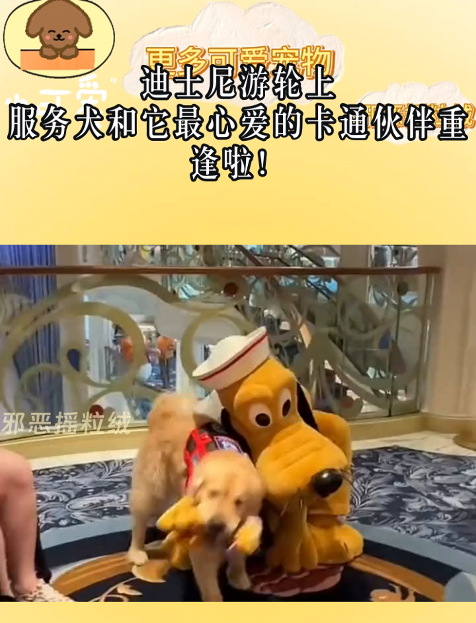 迪士尼游轮上,服务犬和它最心爱的卡通伙伴重逢啦!