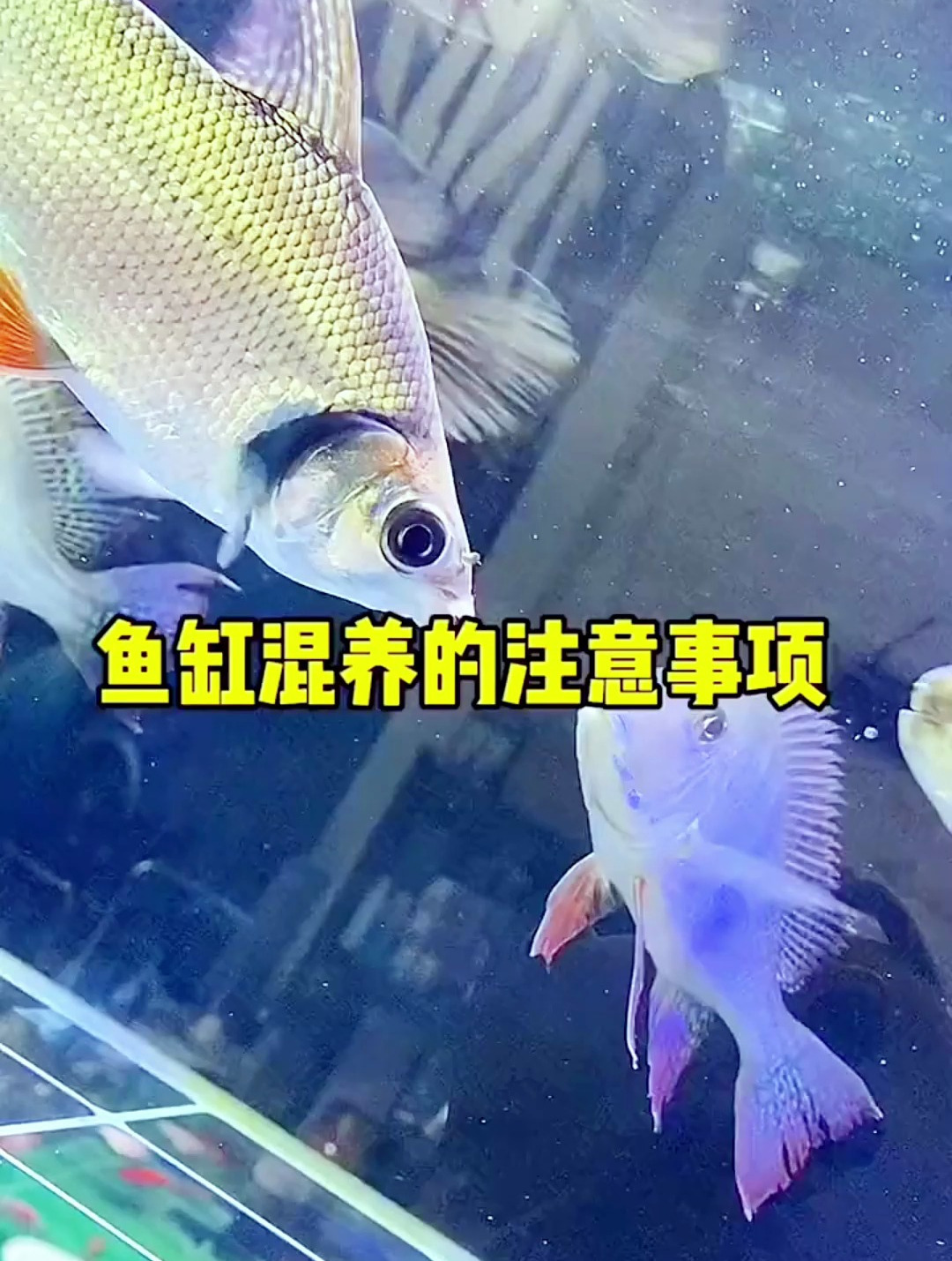 鱼缸混养的注意事项你清楚吗?如何辨别两种鱼能不能混养呢?