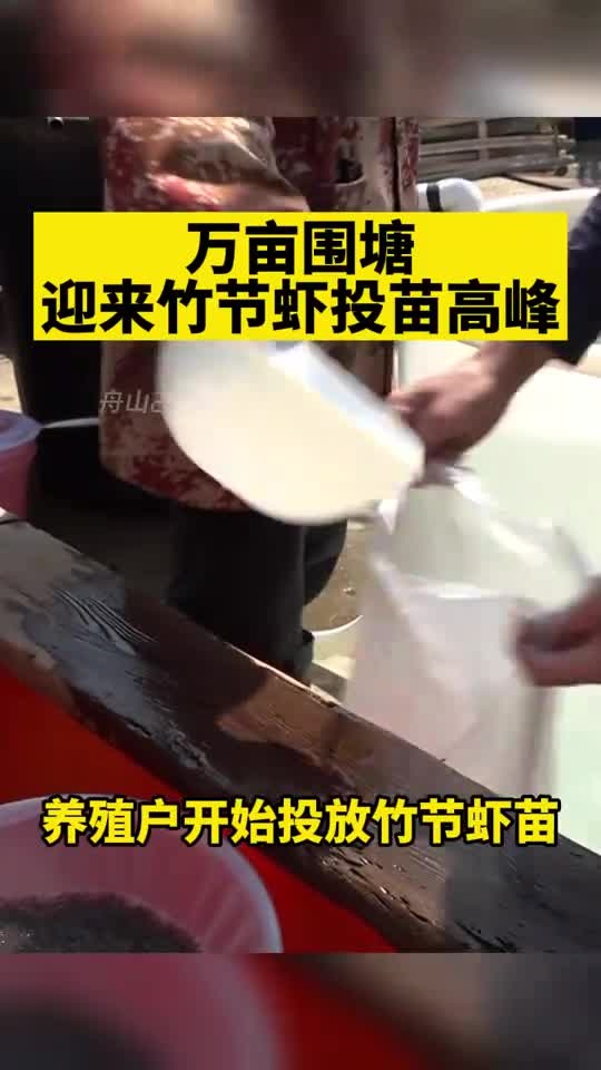 万亩围塘迎来竹节虾投苗高峰