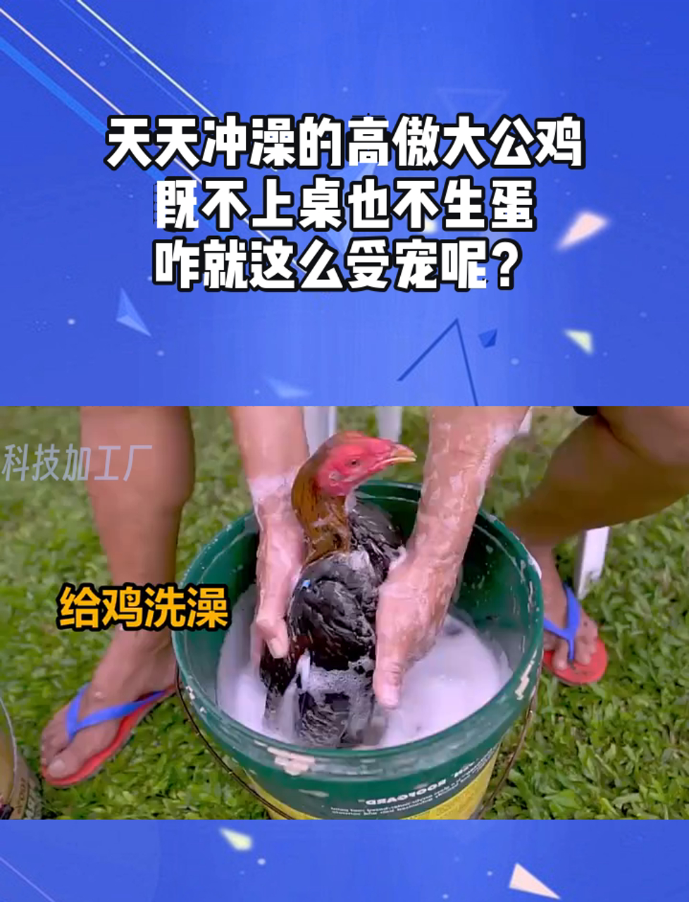 天天冲澡的高傲大公鸡,既不上桌也不生蛋,咋就这么受宠呢?