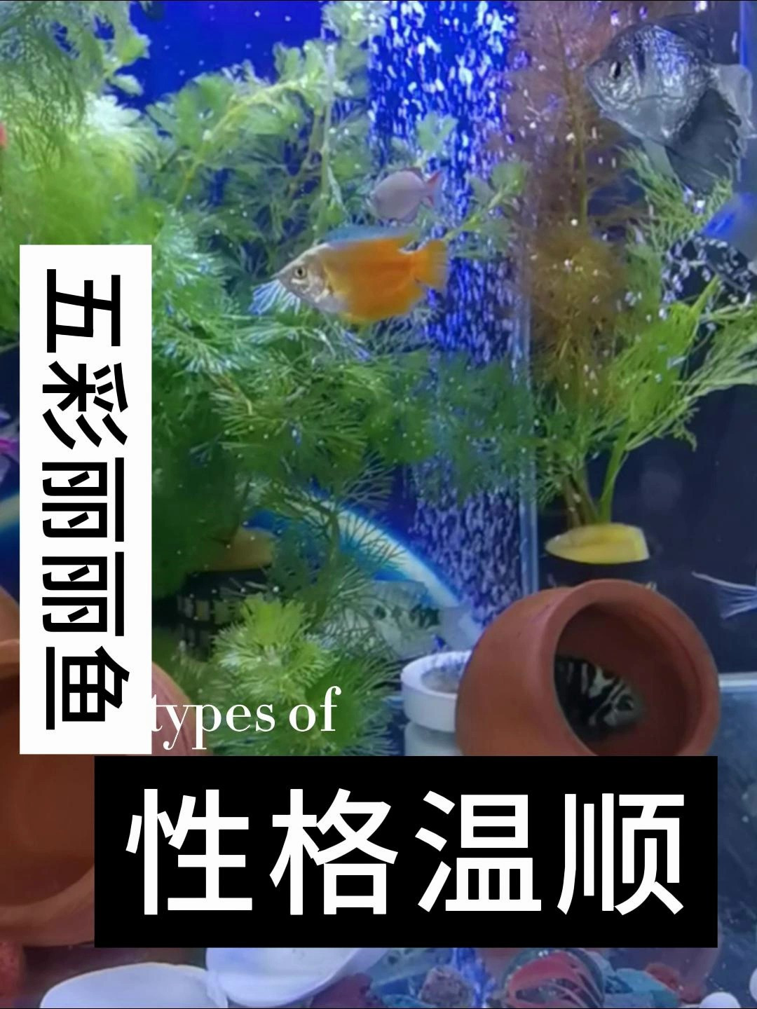 丽丽鱼能生长到大约5cm左右,呈现为一个鱼吻部位略尖的椭圆形