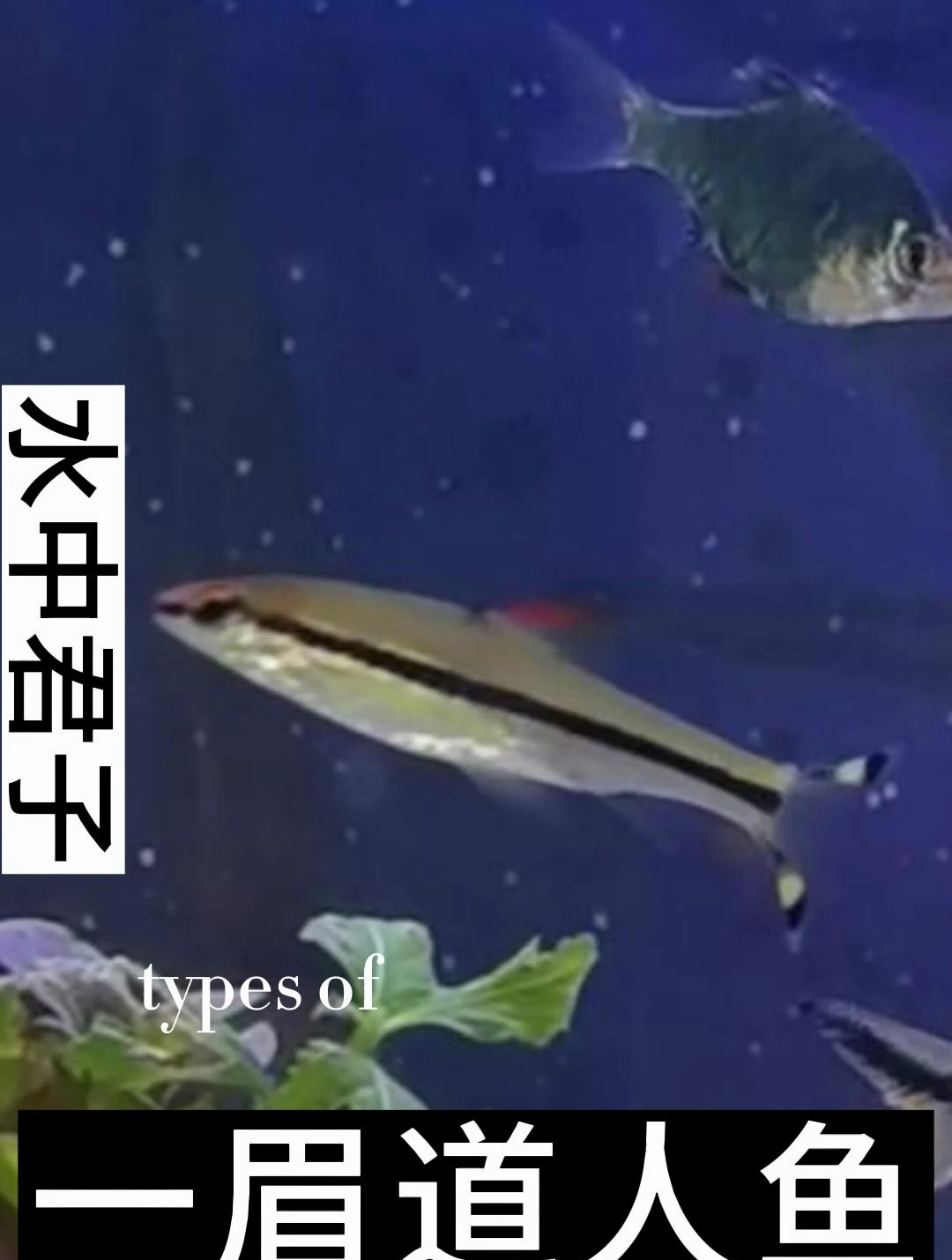 一眉道人鱼别称又为红眉道人