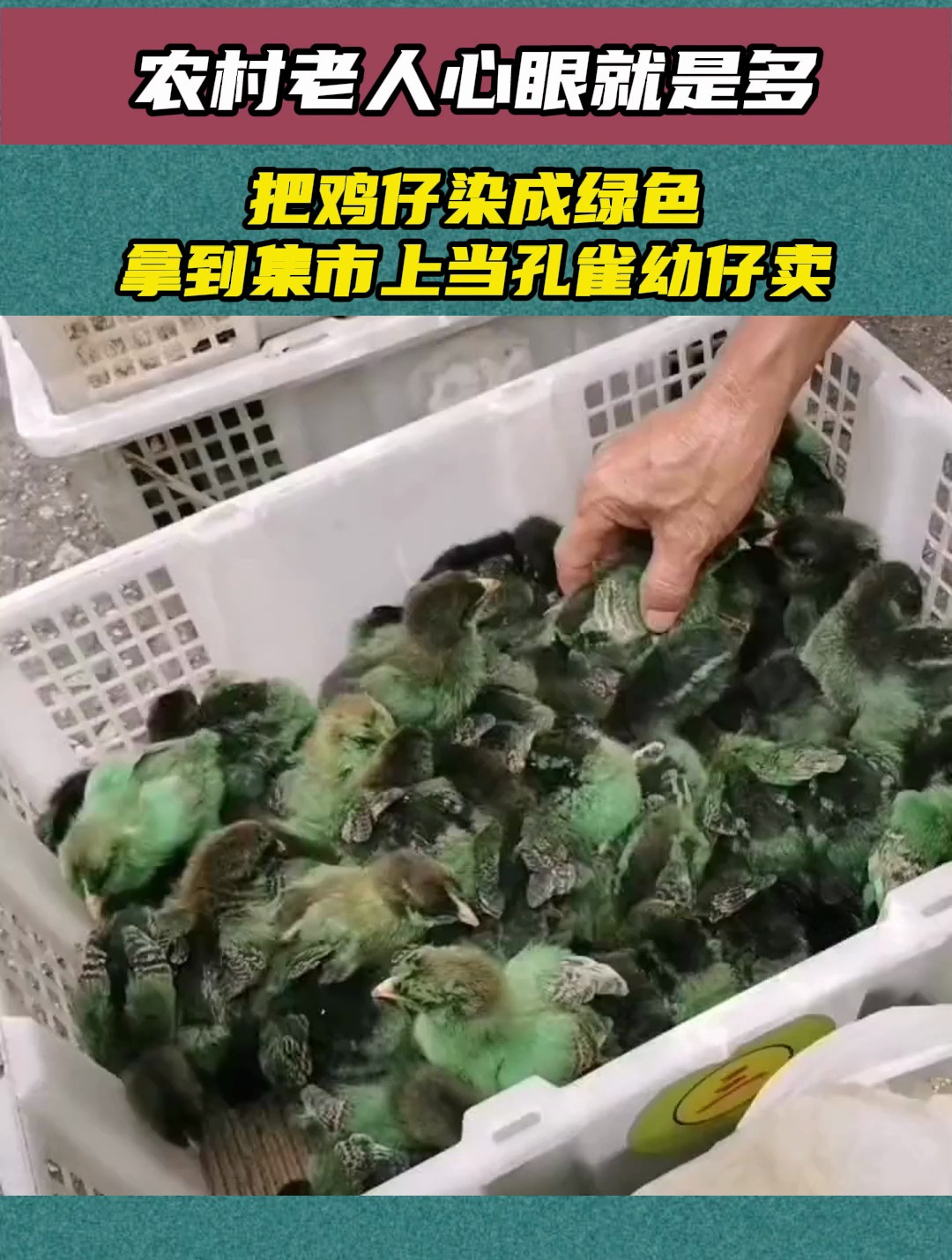 农村老人心眼就是多,把鸡仔染成绿色,拿到集市上当孔雀幼仔卖