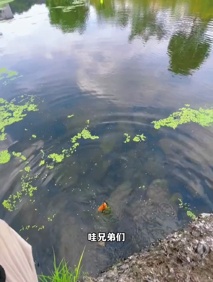 溪流钓钓到一条黄金鲤鱼,来来来,见者有份!好运连连!