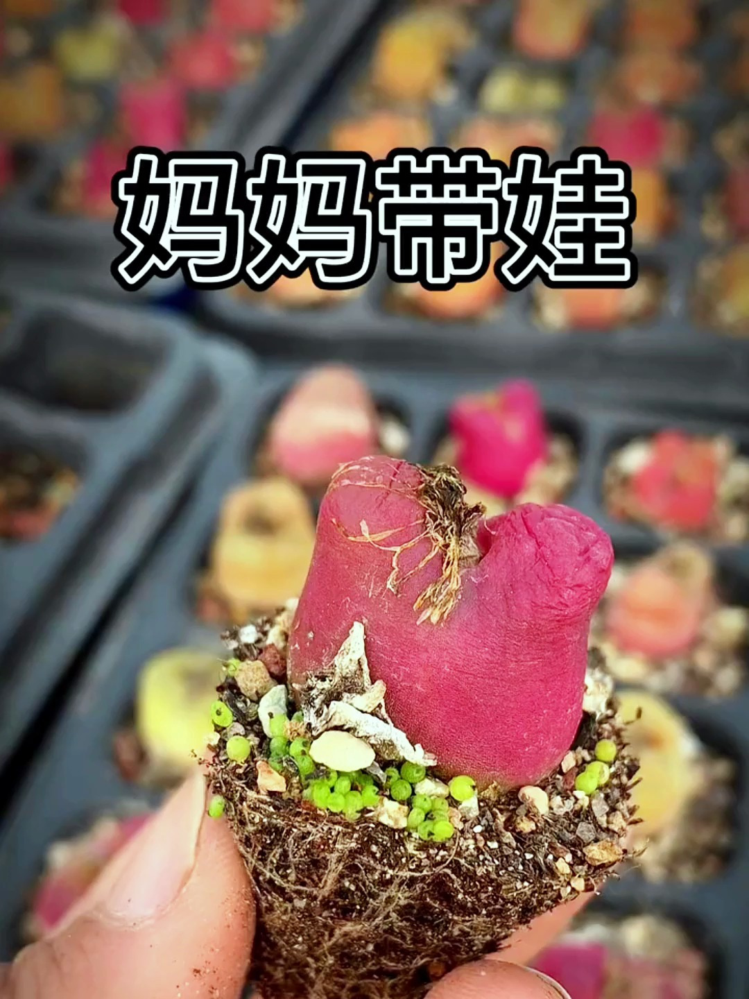 毛汉尼,妈妈带娃,看这一群娃娃,多到数不清