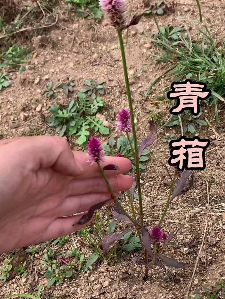 青葙别名狗尾花,野鸡冠花,种子青葙子