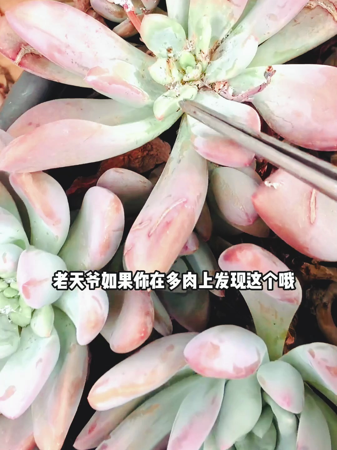 多肉植物长虫怎么治