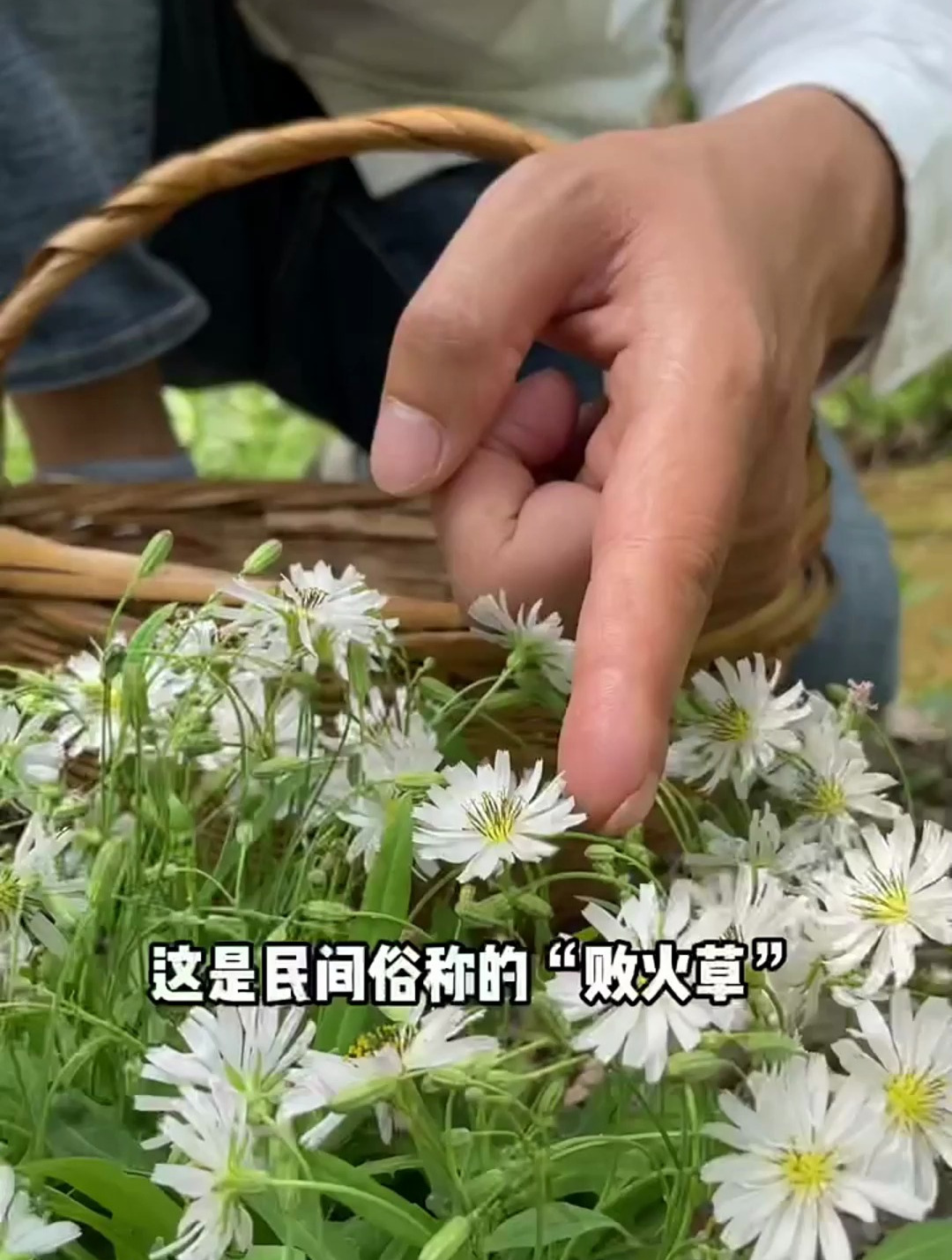 大家有吃过这种野苦菜吗?