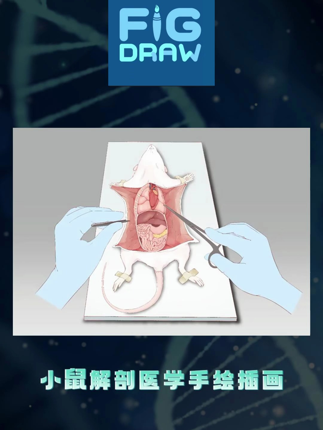 医学手绘插画之走进小鼠:揭开生命的神秘面纱!