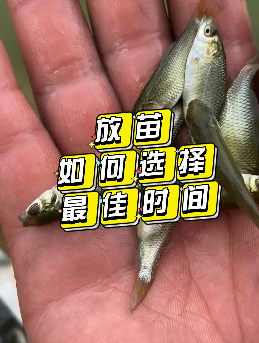 放苗,如何选择最佳时间?你做对了吗?