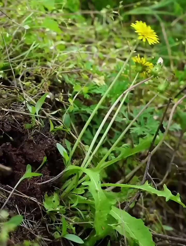 春天就是吃野菜的季节