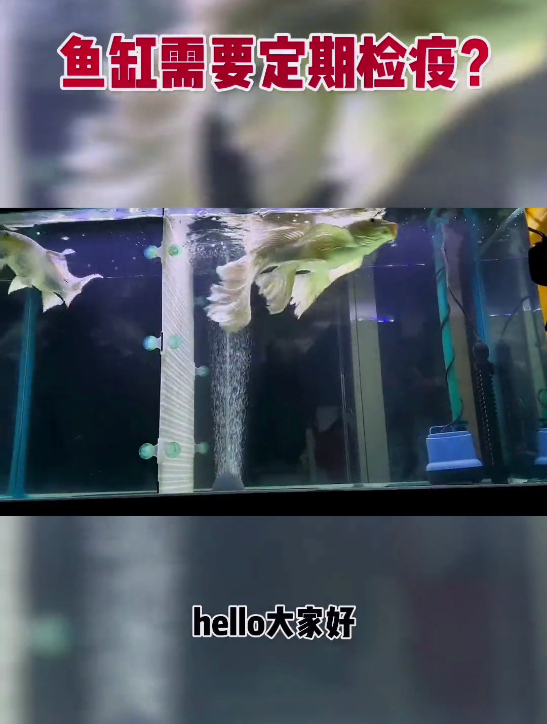 家庭鱼缸养鱼 需要定期检疫吗 视频创作不易