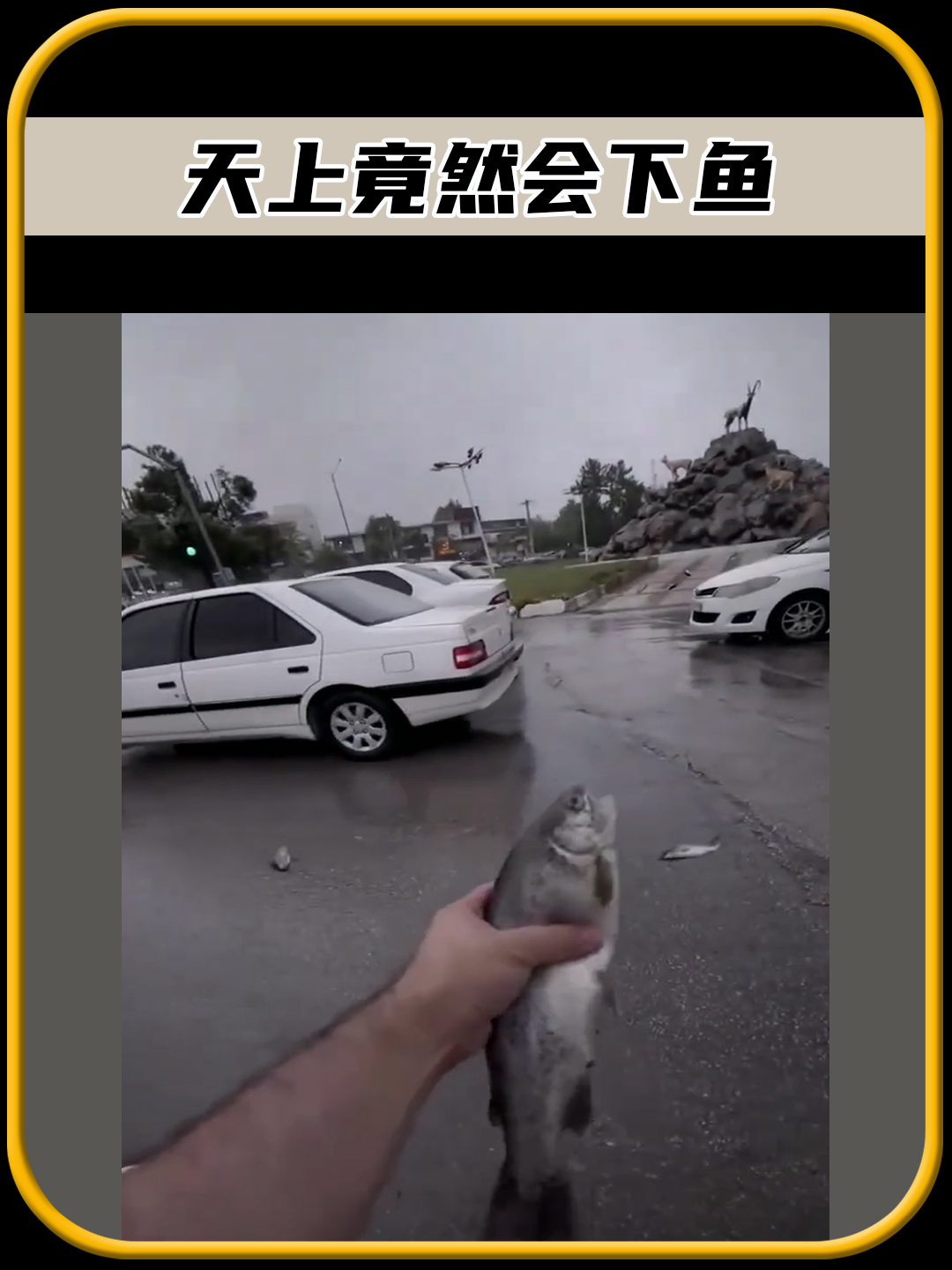 你敢相信吗,天上竟然会下鱼,太有趣了