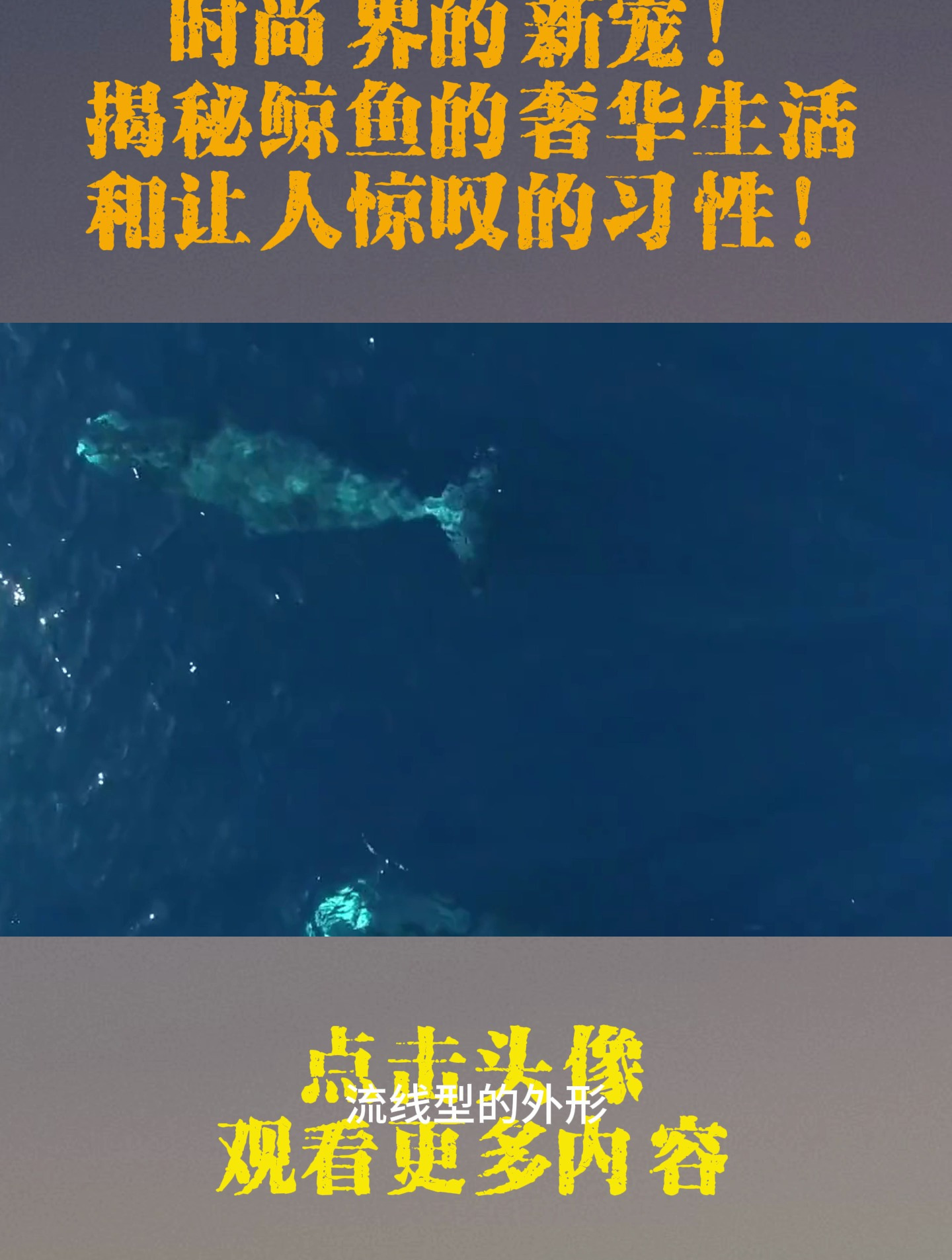 时尚界的新宠!揭秘鲸鱼的奢华生活和让人惊叹的习性!