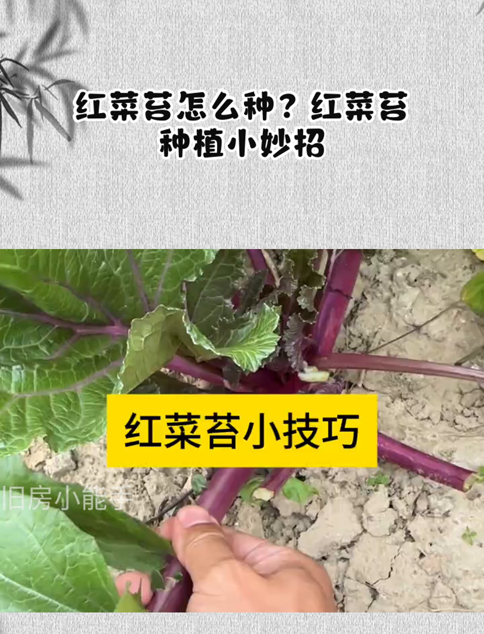红菜苔怎么种?红菜苔种植小妙招