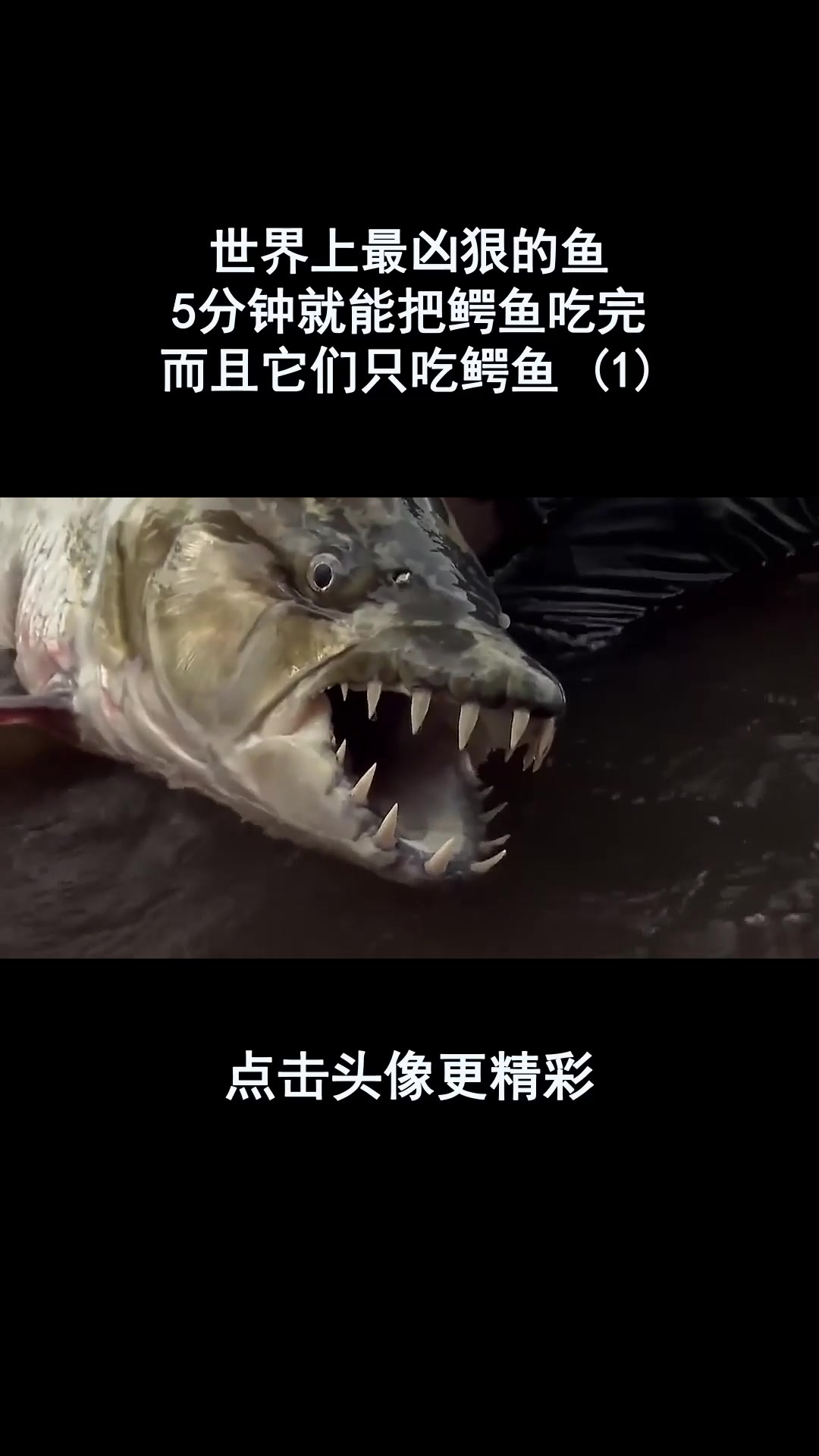 世界上最凶狠的鱼,5分钟就能把鳄鱼吃完,而且它们只吃鳄鱼 (1)