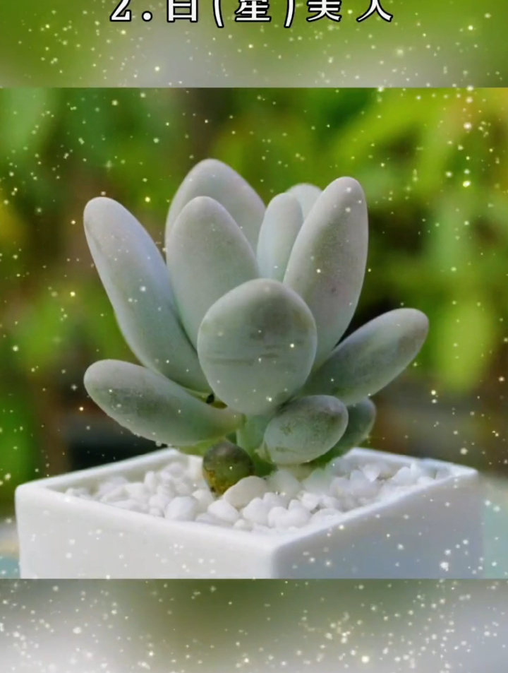 你养过哪些美人系多肉?这可能是最全的美人系,最后一款真的很美