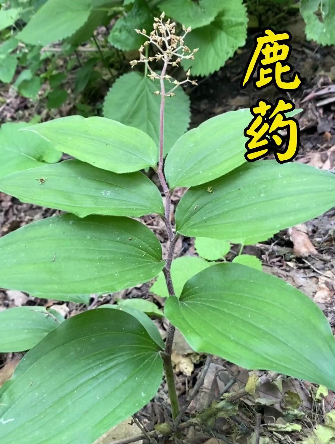 山糜子学名鹿药,还叫盘龙七等