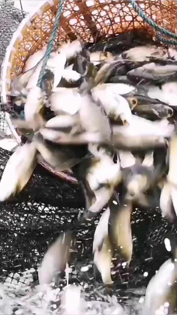 以鱼护水,以水养鱼,以鱼富民 400余万尾鲢鳙老口鱼种投放千岛湖
