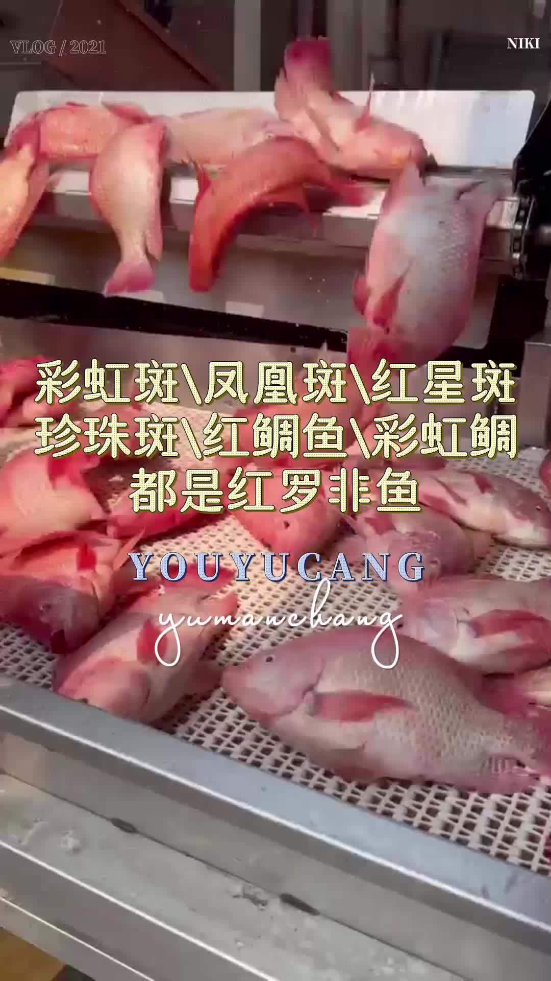 彩虹斑、凤凰斑、红星斑、珍珠斑、红鲷鱼和彩虹鲷都是红罗非鱼