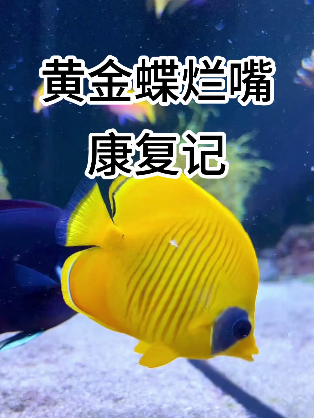 鲽鱼红嘴治疗方法,黄金蝶烂嘴治疗办法,蝶鱼烂嘴治疗药物