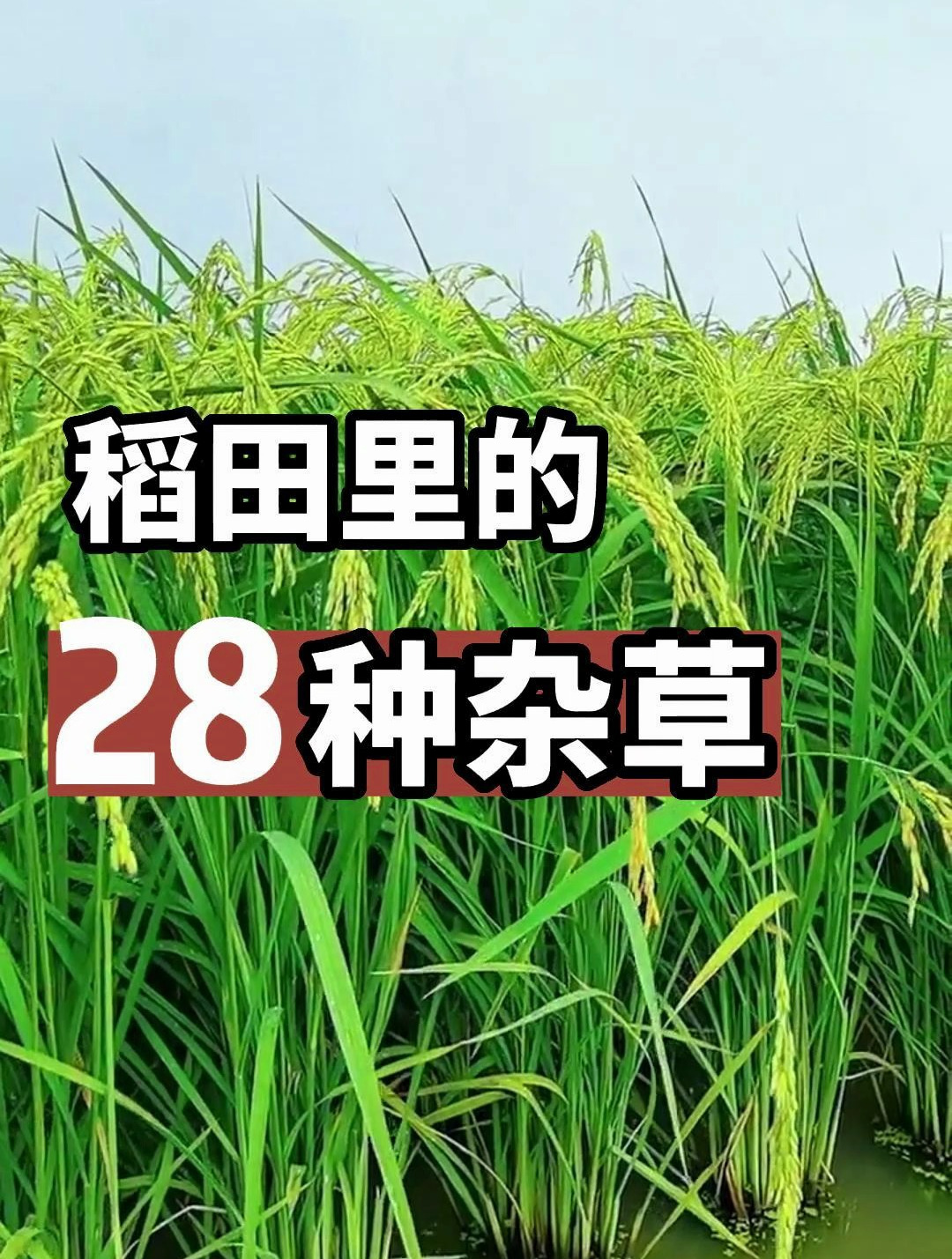 稻田里的28种杂草