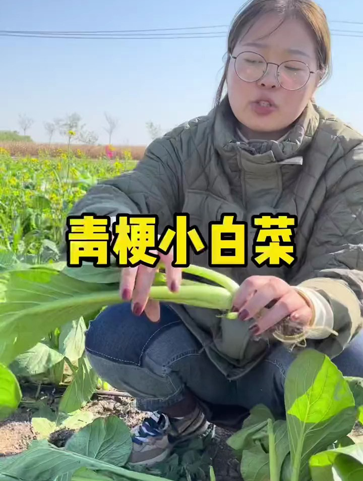 阳台泡沫箱就能种的青梗小白菜,生长速度快,口感脆嫩无筋无丝