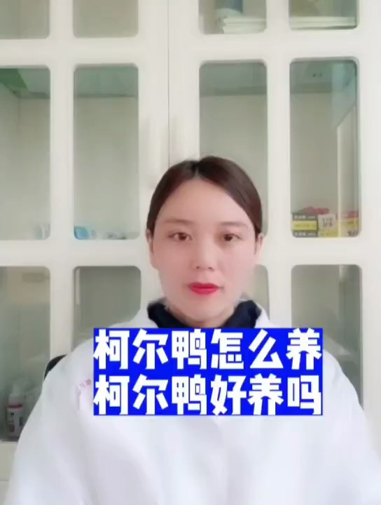 禽医恒艳谈柯尔鸭好养吗柯尔鸭怎么养