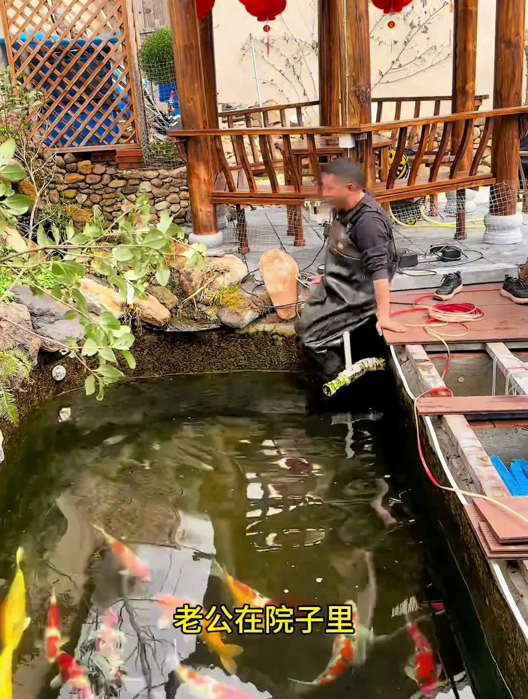 今天又买一批新的锦鲤,把不好看的淘汰一部分,换鱼合池全过程