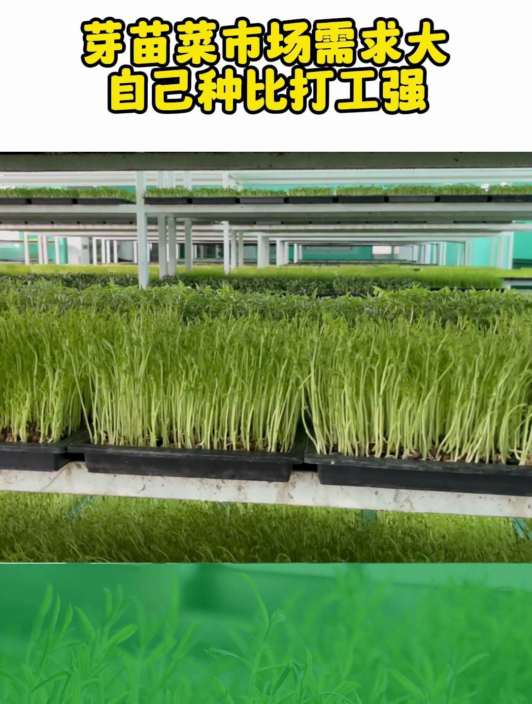 芽苗菜市场需求很大,在家种比打工强