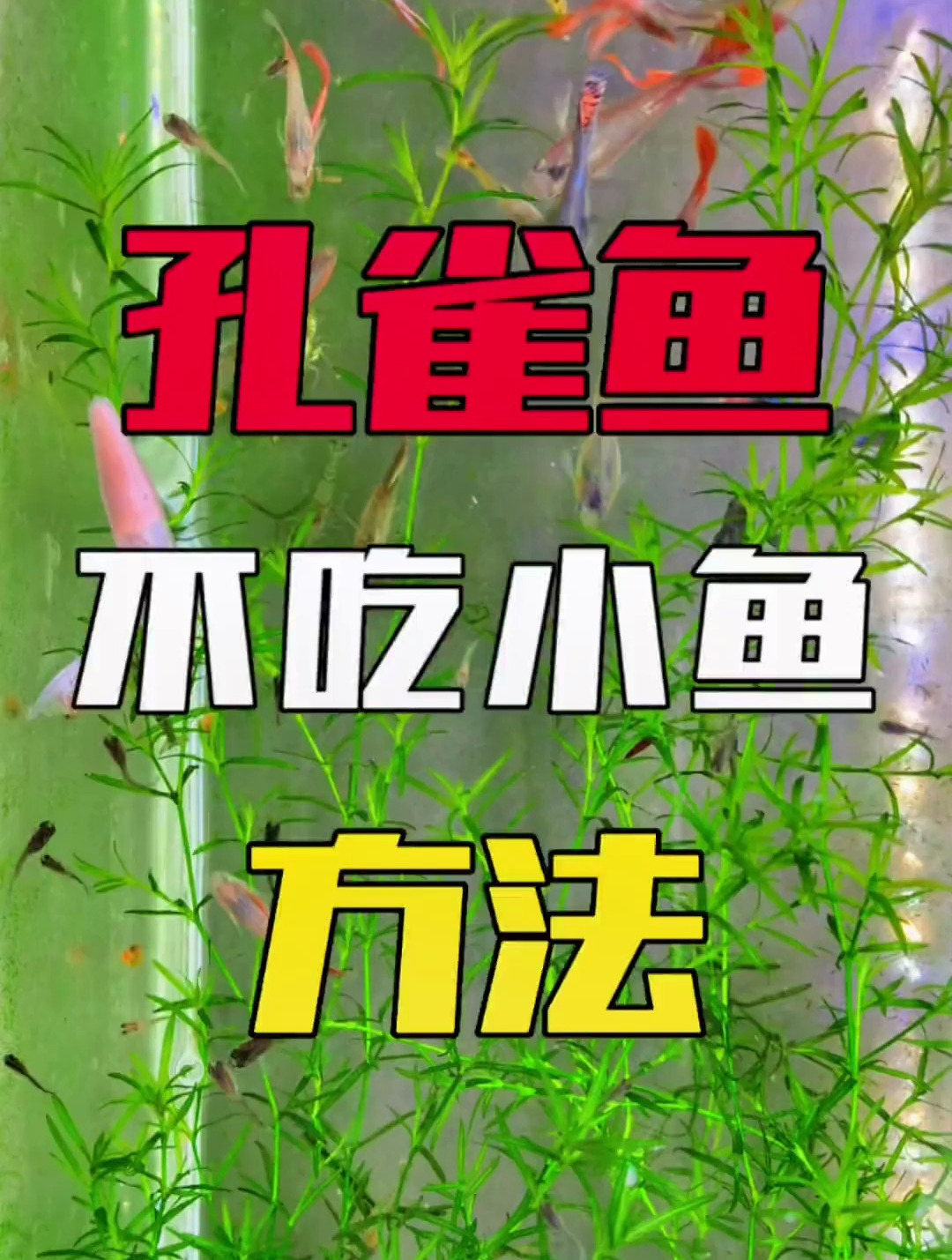 要想孔雀鱼不吃小鱼苗,方法很简单!