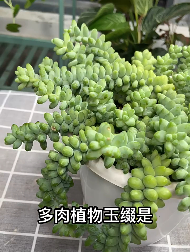 多肉玉缀如何养植