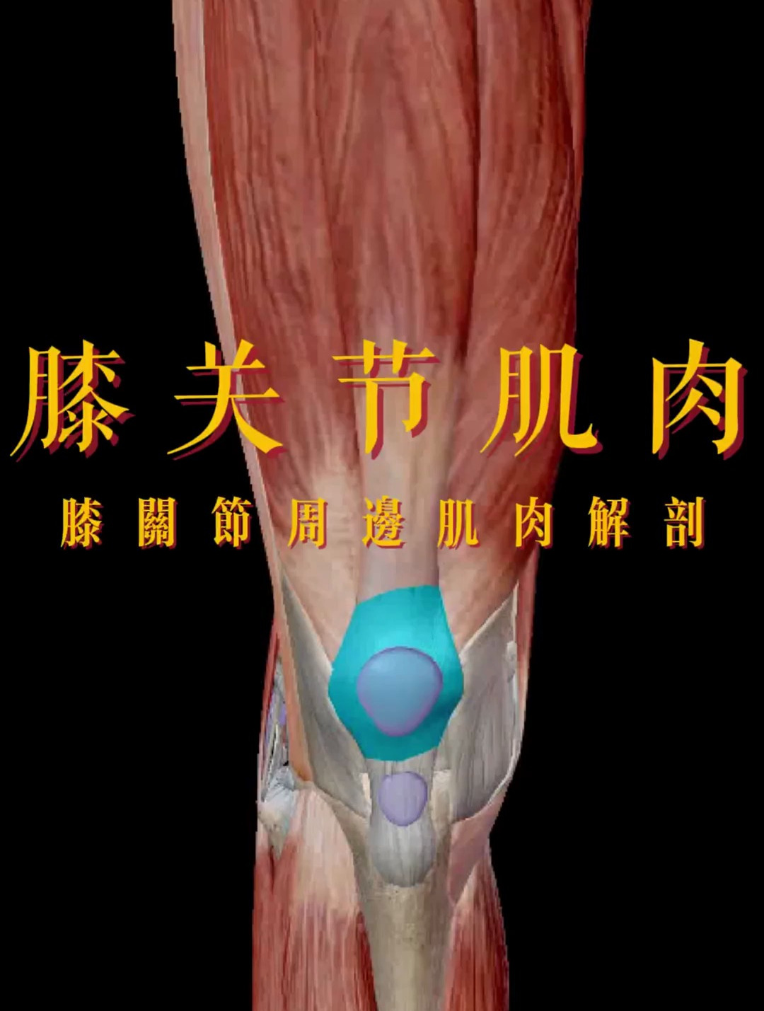 膝关节周围肌肉解剖