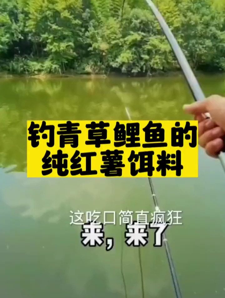 新品守钓鲤鱼草鱼青鱼饵料,红薯钓鱼效果很不错哦